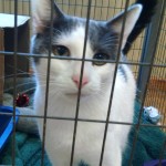 JJ an Adoptable Cat at Belle Mead Animal Hospital