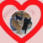 Leonard and Raj Recently Adopted cats Belle Mead Animal Hospital