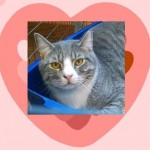 Cat Manny Adopted Belle Mead Animal Hospital