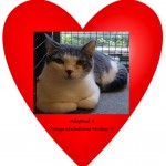 Mickey Cat Adopted Belle Mead Animal Hospital Felines First Inc.