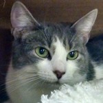 Molly Adopted Cat Belle Mead Animal Hospital Felines First Inc.