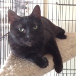 Piper an adoptable cat through Cats Only Inn Felines First Inc. Belle Mead Animal Hospital