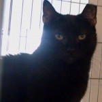 Samantha an adoptable cat through Cats Only Inn Felines First Inc. Belle Mead Animal Hospital