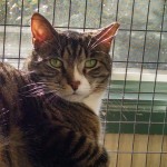 Adopted Tippy Cat Felines First Inc Belle Mead Animal Hospital