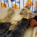 CAPIC Adoptable Kitten Timmy