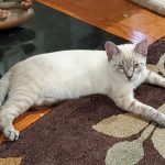 CAPIC Adoptable Kitten Timmy Two