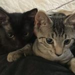 CAPIC Kittens Tommy and Tara