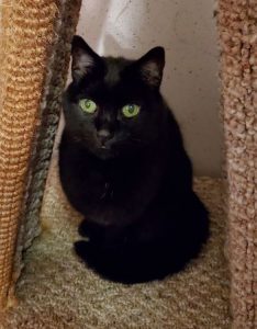 Adoptable CAPIC Cat Magic