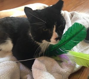 Adoptable CAPIC Cat Colin
