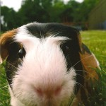 Seph Guinea Pig Patient Belle Mead Animal Hospital