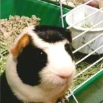 Seph Guinea Pig Patient Belle Mead Animal Hospital