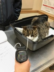 Belle Mead Animal Hospital Cat Patient Blood Pressure check