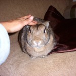 Charlie Brown Rabbit patient Belle Mead Animal Hospital