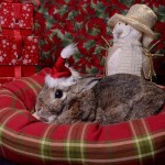 Charlie Brown Rabbit patient Belle Mead Animal Hospital