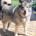 Viking Dog patient Belle Mead Animal Hospital passed to Rainbow Bridge