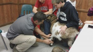 Dr. Joe Martins, DVM checking a goat during Somerset 4-H Club presentation