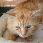 Brendan, an adoptable CAPIC cat