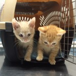 CAPIC kittens for adoption