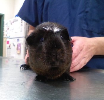 guinea pig