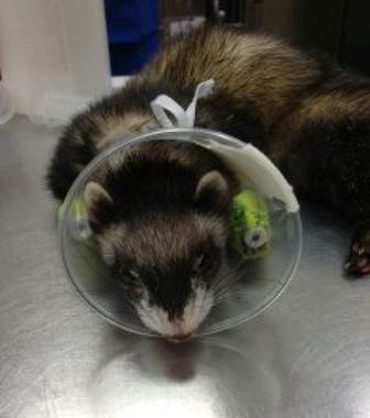 hospitalized ferret