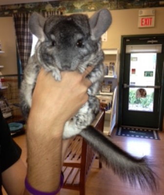 Chinchi the Chinchilla