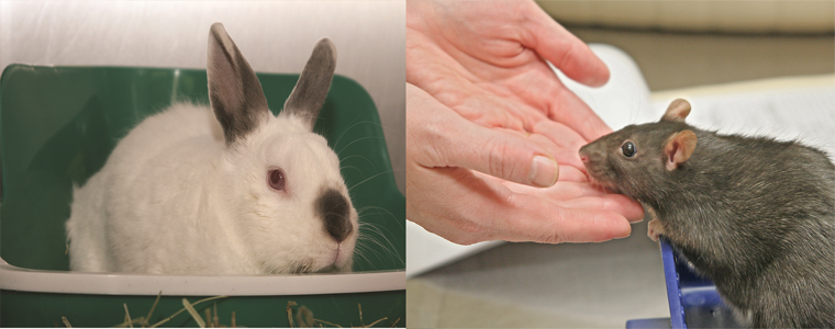 Exotic Companion Mammals | Belle Mead Animal Hospital in