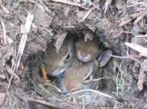 Baby rabbits in their nest