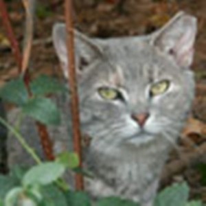 Feral cat, TNR'd with ear tip. Photo credit Alley Cat Allies