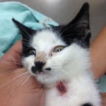 Kitten with Cuterebrosis infection