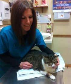 Dr. Heather Simon, VMD, examines Pudgie at the Belle Mead Animal Hospital