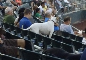 The Somerset Patriots host Bark in the Park Night, August 27, 2013