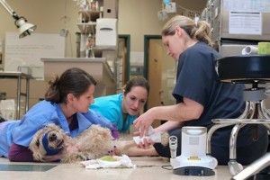 Dr. Jessica Stephens, DVM, applies Class IV laser therapy to a patient’s non-healing wound. 