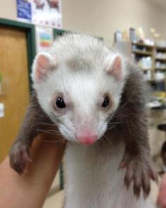 Ferret patient at Belle Mead Animal Hospital