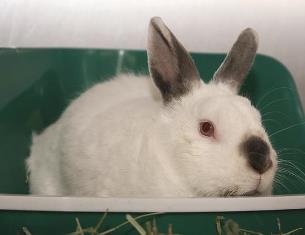 how to get them to eat their pellets and not sit in it? : r/Rabbits