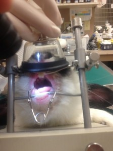 Rabbit dental with malocclusion and in need of Orthodontist