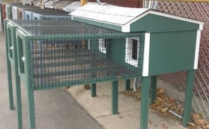 looking after a rabbit outdoors