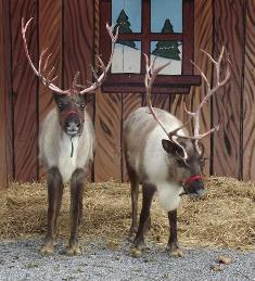 Reindeer