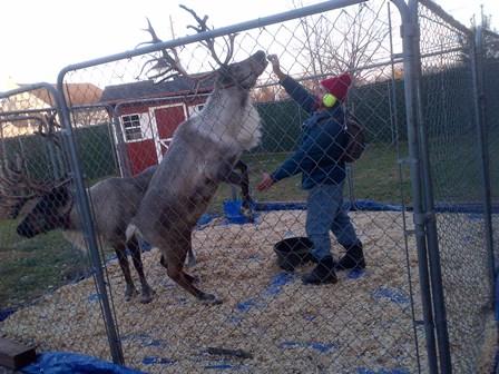 Dancing Reindeer at BMAH Open House