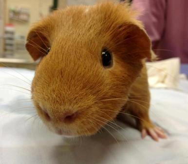 Guinea pig at Belle Mead Animal Hospital