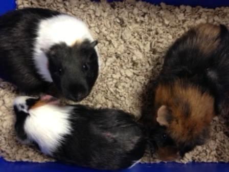 Guinea pig patients at Belle Mead Animal Hospital