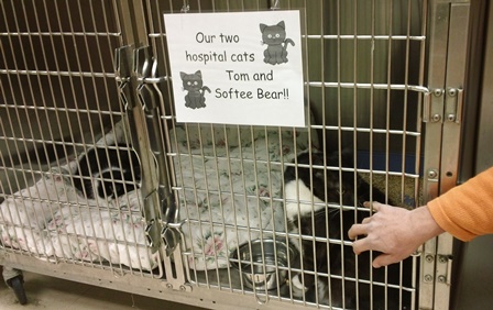 Hospital cats Tommy and Softee Bear