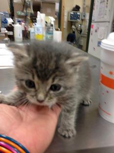 Kitten patient at Belle Mead Animal Hospital