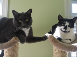 Indoor cats enjoying their home