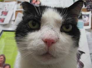 Tommy, our senior cat resident at BMAH