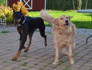 Running dogs at Belle Mead Animal Hospital