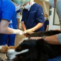 Dog undergoing surgery for Stem Cell Therapy