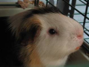 Guinea Pig Face