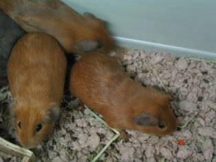 Guinea Pig Trio