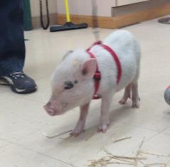 Hamlet, a Pot Bellied Pig patient at Belle Mead Animal Hospital