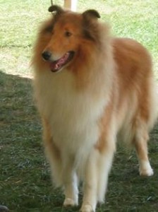 doghousefeb3